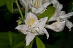 Alabama azalea